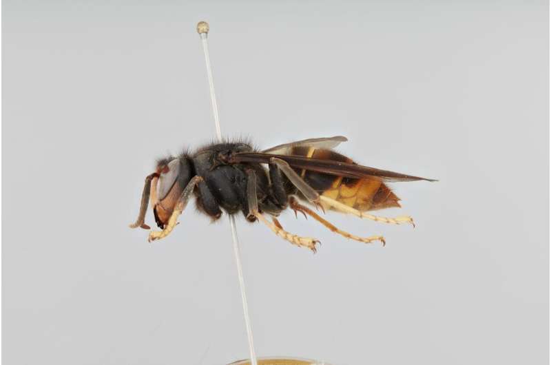 Faster than a speeding bullet: Asian hornet invasion spreads to Northern Germany