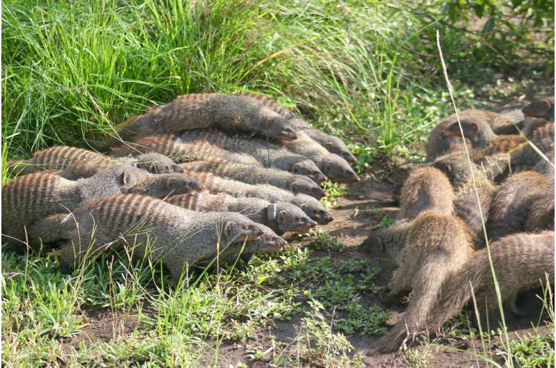 Female banded mongooses lead battle for chance to find mates