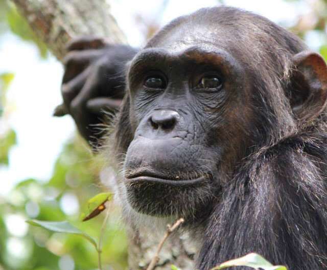 Female chimps with powerful moms are less likely to leave home