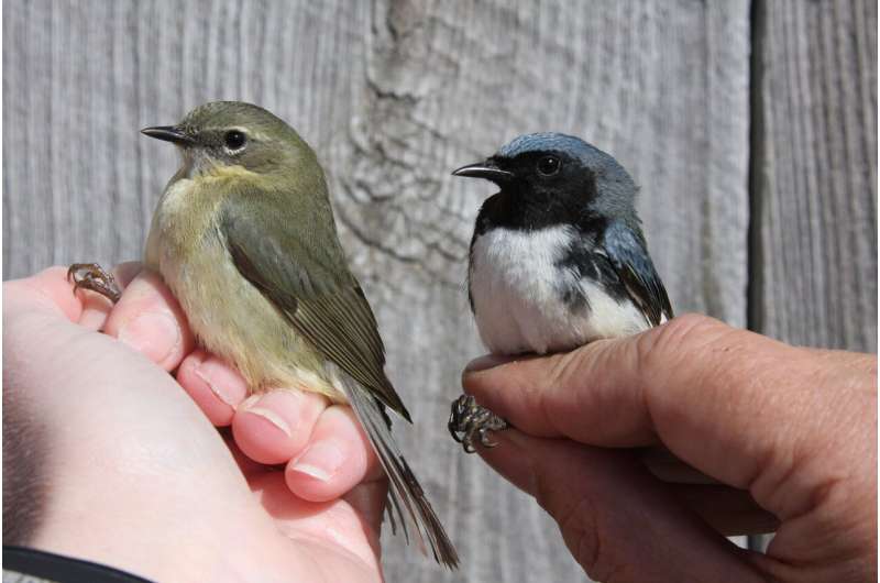 Fifty years of data show new changes in bird migration