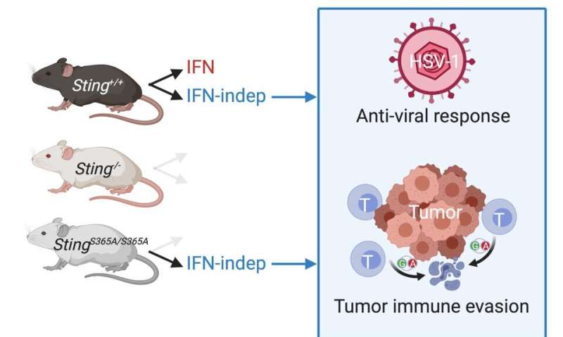 Finding a way to STING tumor growth