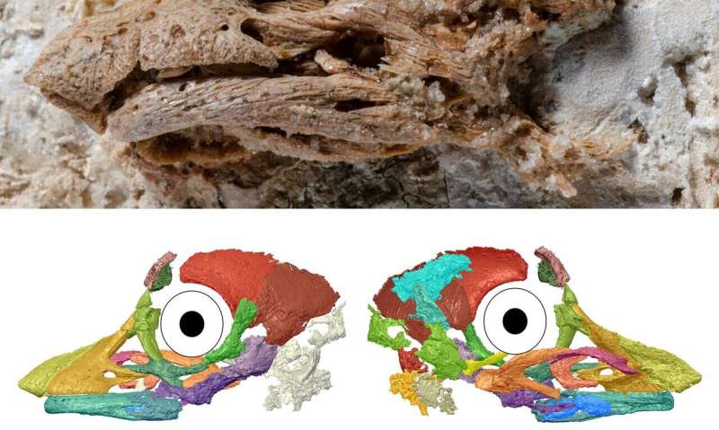 First 3D look at an embryonic sauropod dinosaur reveals unexpected facial features