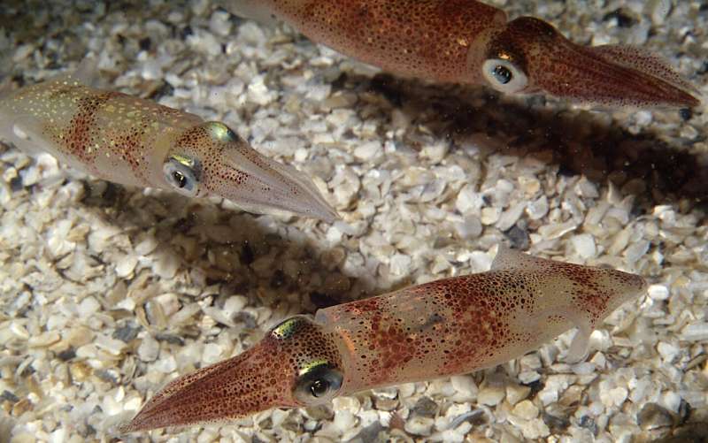 First gene knockout in a cephalopod is achieved at Marine Biological Laboratory