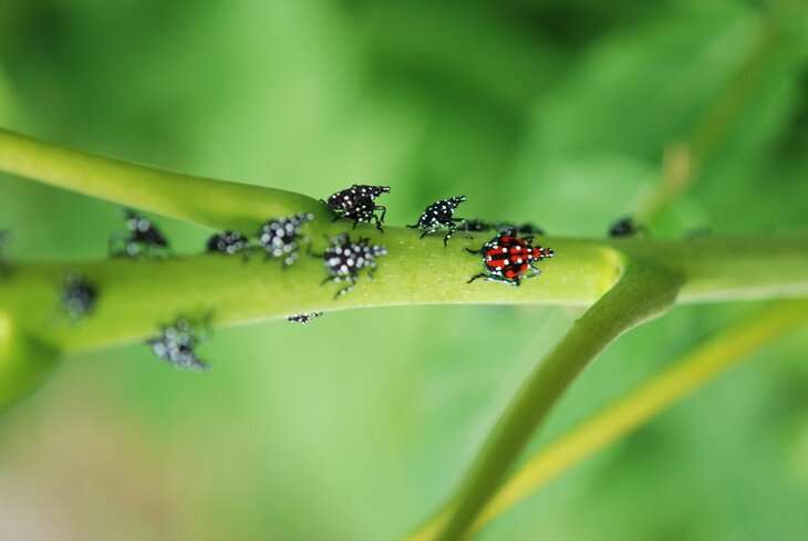 First hatches reported: Spotted lanternfly expert provides tips for management