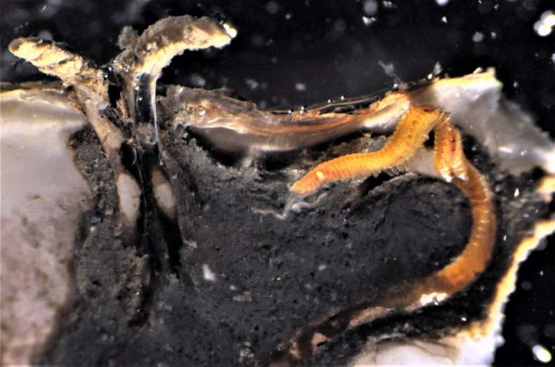 First record of invasive shell-boring worm in the Wadden Sea means trouble for oyster