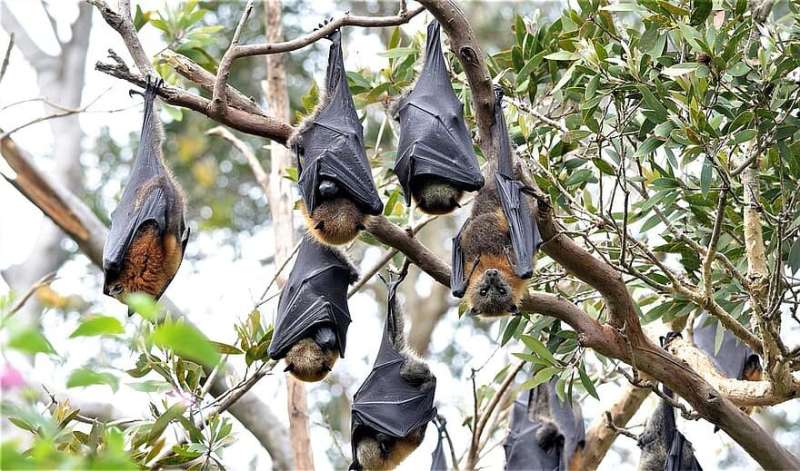 Five things you need to know about bats, disease and coronavirus