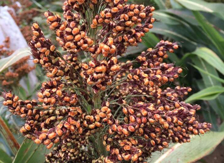 Flavonoids' presence in sorghum roots may lead to frost-resistant crop