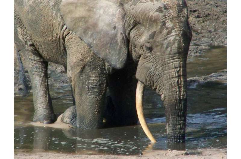 Following African elephant trails to approach conservation differently