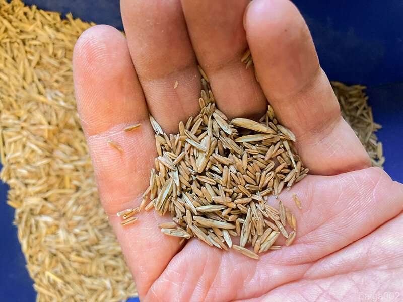 Food-grade wheatgrass variety released for public use