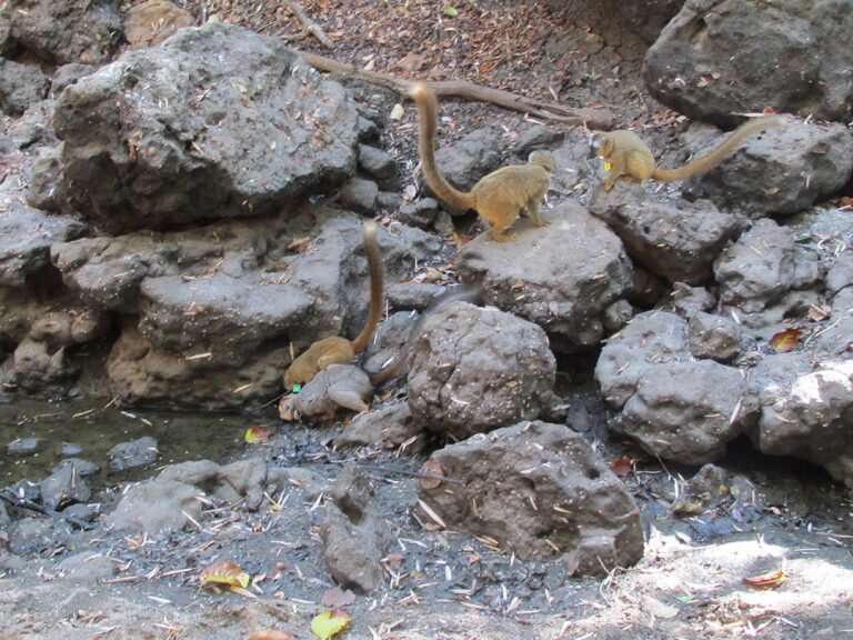For lemurs, water holes are a matter of taste