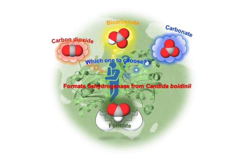 Formate dehydrogenase reduces carbon dioxide to formic acid