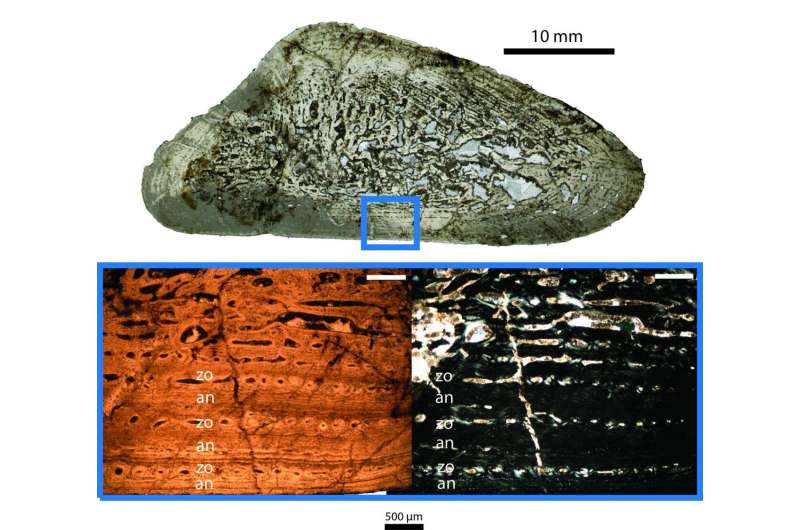 Fossil growth reveals insights into the climate