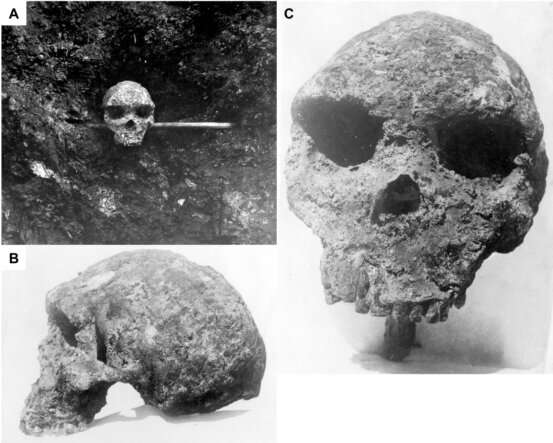 Fossil skull casts doubt over modern human ancestry