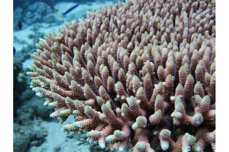 Gene editing study finds gene for heat tolerance in corals