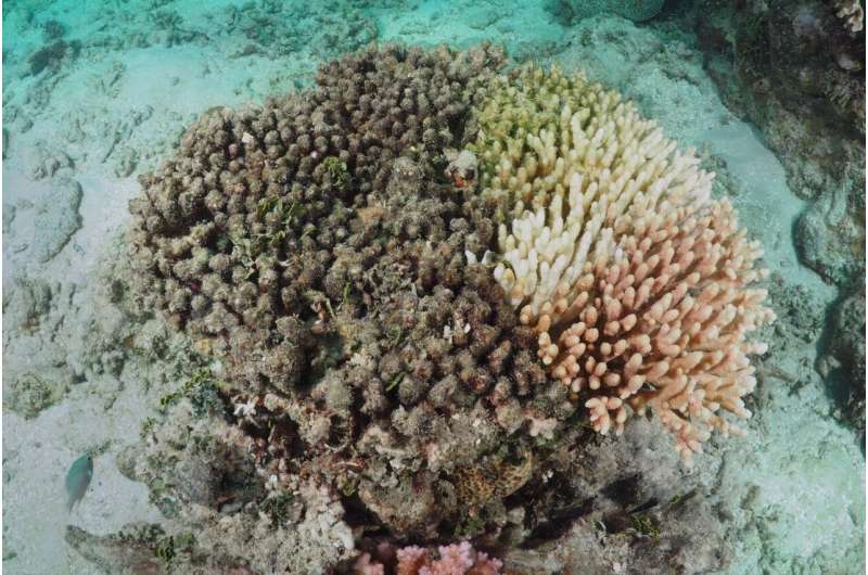 Genetics could help protect coral reefs from global warming
