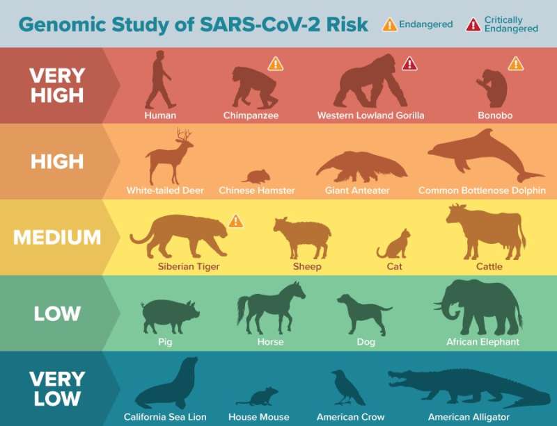 Genomic analysis reveals many animal species may be vulnerable to SARS-CoV-2 infection