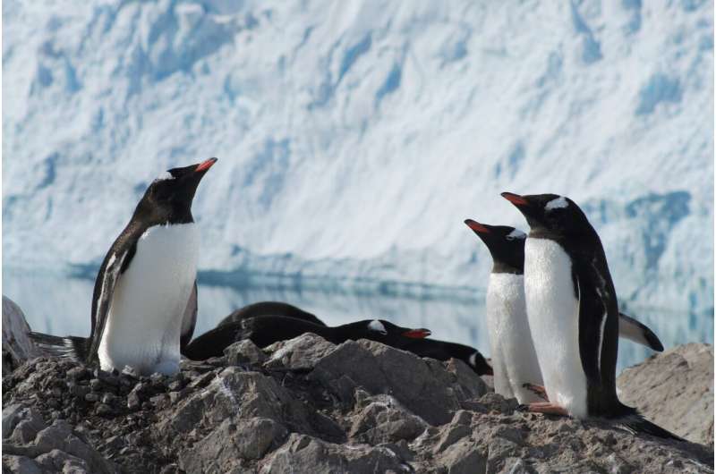Gentoo penguins are four species, not one, say scientists