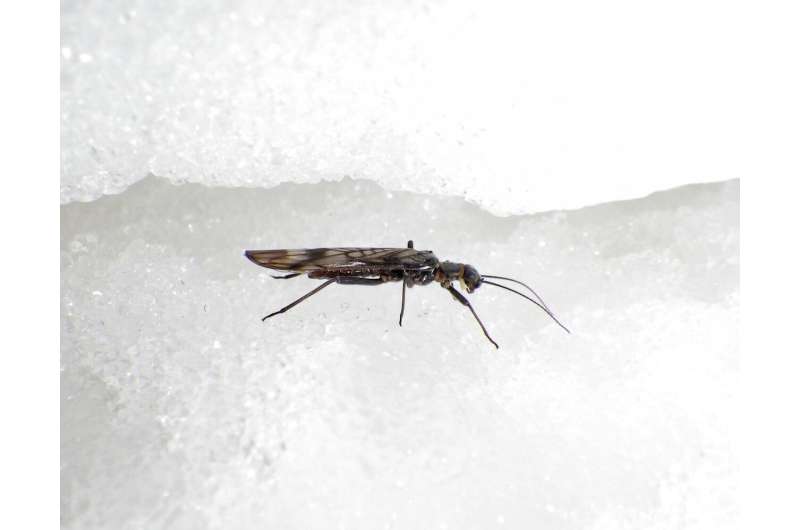 Glacial stream insect may tolerate warmer waters