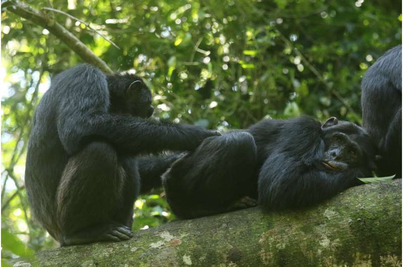 Glimpses of fatherhood found in non-pair-bonding chimps