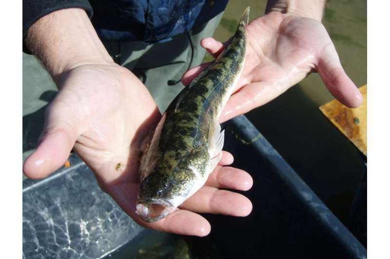 Good news from the River Murray: two fish species have bounced back from the Millennium Drought in record numbers