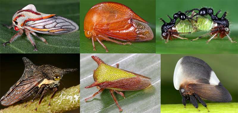 Grad student names new treehopper species after Lady Gaga