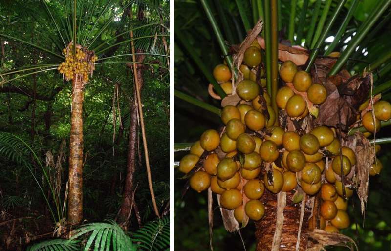 Guam study advances research of cycads as an ecotoxin