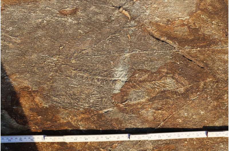 Half billion-year-old 'social network' observed in early animals