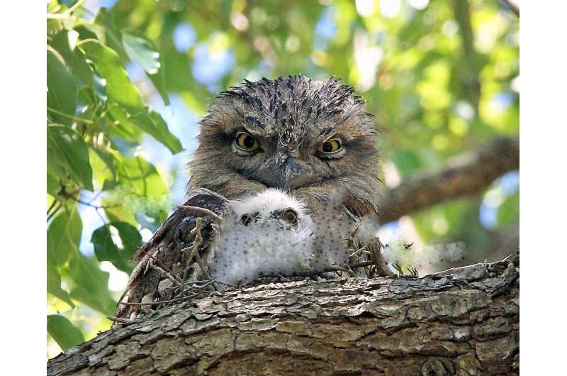 Hard to spot, but worth looking out for: 8 surprising tawny frogmouth facts