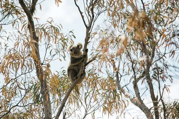 Heat-detecting drones are a cheaper, more efficient way to find koalas
