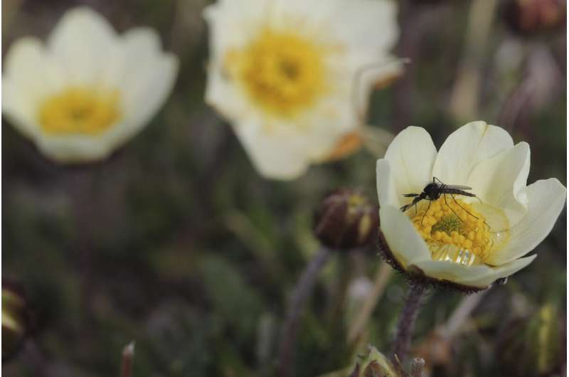 Heated rivalries for pollinators among arctic plants