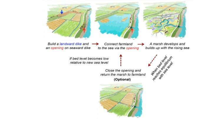 Historic floods reveal how salt marshes can save lives in the future
