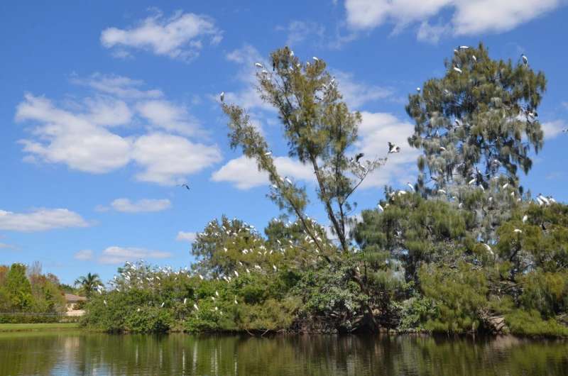 Hots dogs, chicken wings and city living helped wetland wood storks thrive