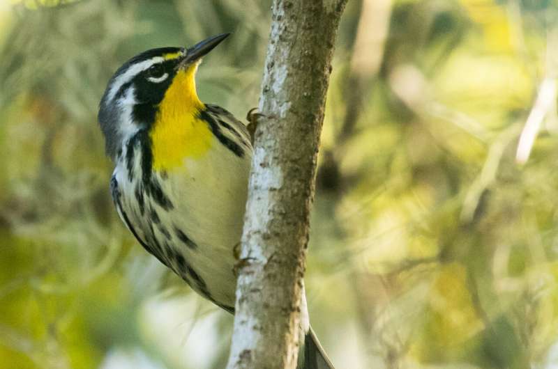 How bird flocks with multiple species behave like K-pop groups