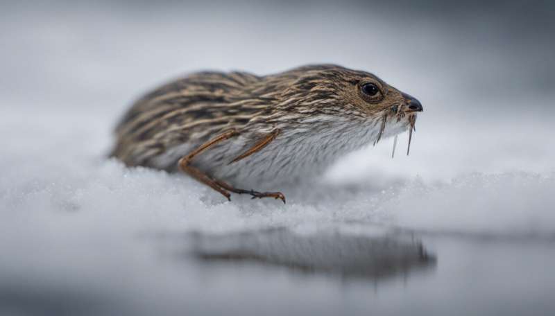 How British wildlife greeted the warmest winter on record