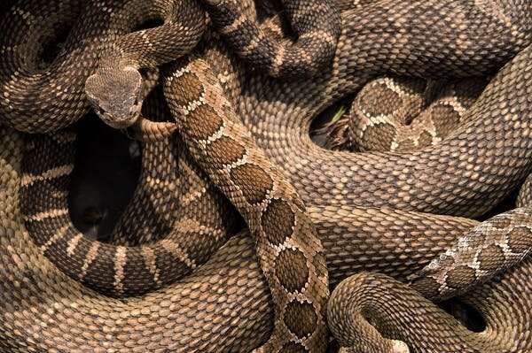 How cars, pollution and suburbia threaten rattlesnakes