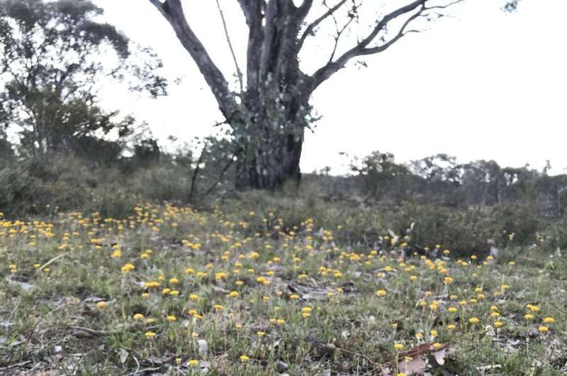 How drought-breaking rains transformed these critically endangered woodlands into a flower-filled vista