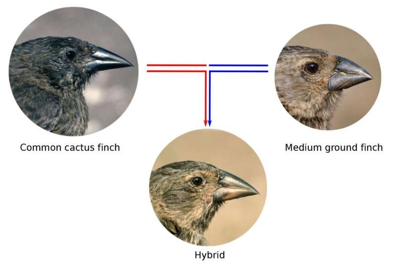 How gene flow between species influences the evolution of Darwin's finches