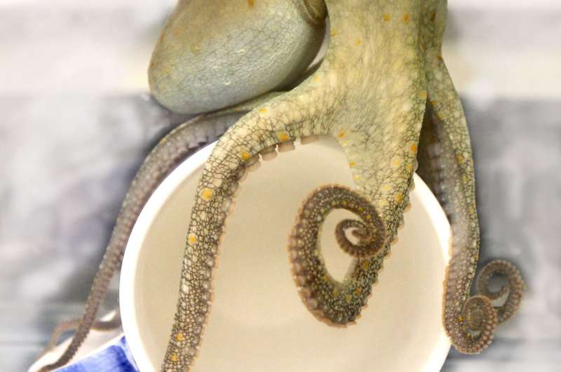How octopus suckers &quot;taste by touch&quot;