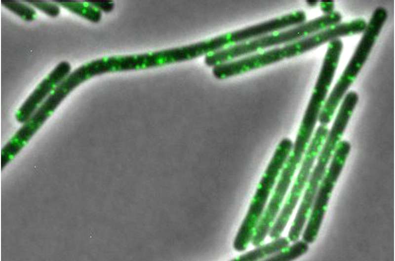 How proteins regulate the outer envelope of bacterial cells