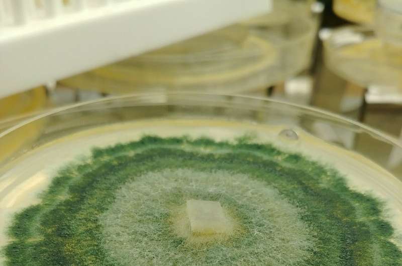 How soil microbes help plants resist disease
