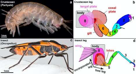 How the insect got its wings: Scientists (at last!) tell the tale