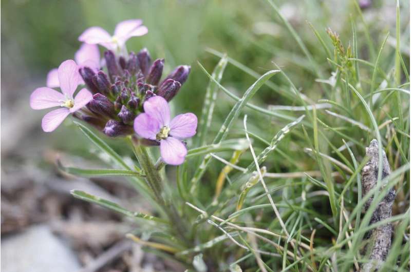 How wallflowers evolved a complementary pair of plant defenses