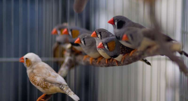 will zebra finches and society finches mate
