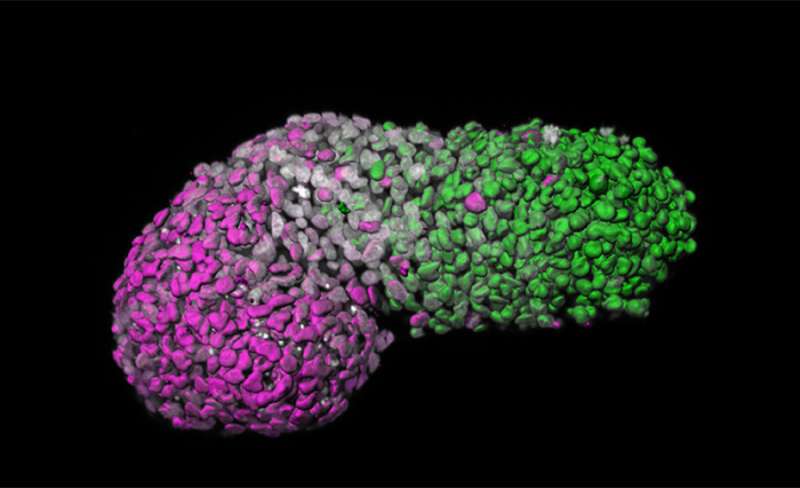 Human embryo-like model created from human stem cells