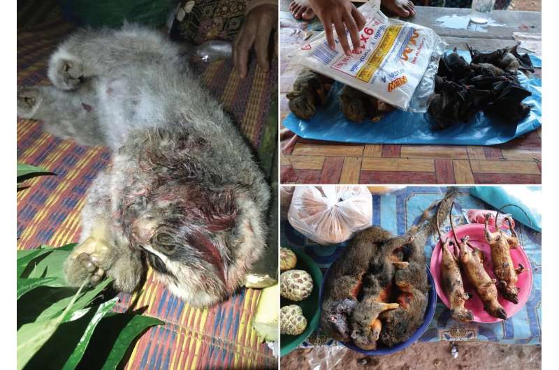 Illegal trade with terrestrial vertebrates in markets and households of Laos