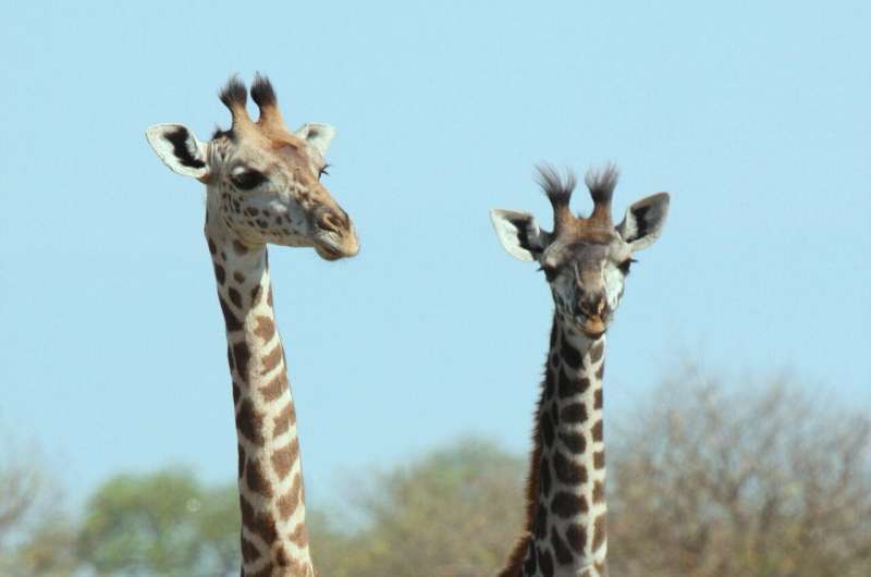 Improving success of giraffe translocations