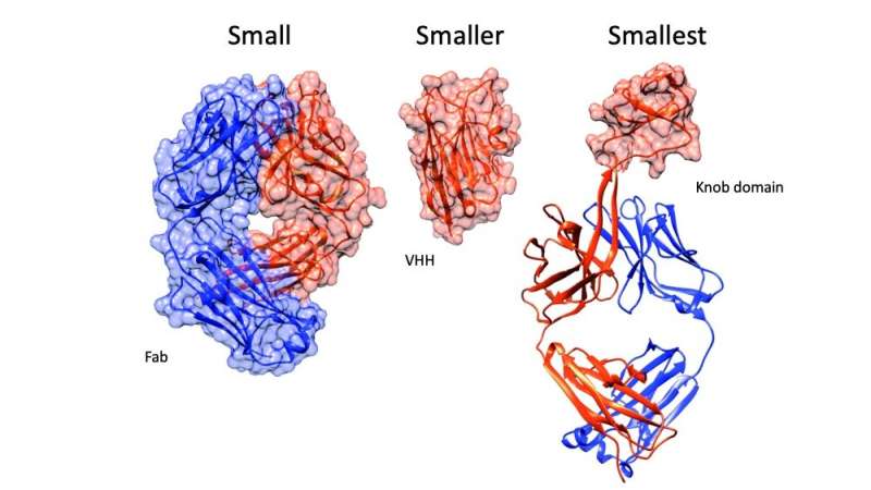 In a field where smaller is better, researchers discover the world's tiniest antibodies