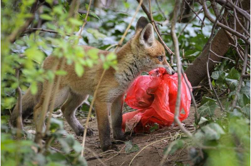 Individual red foxes prefer different foods in the city and the countryside