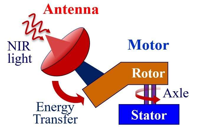 Infrared light antenna powers molecular motor