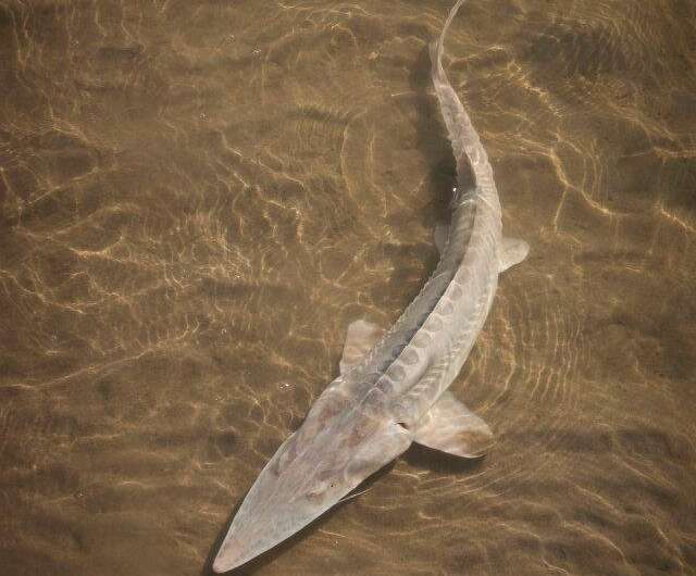 In Missouri River, sturgeon don’t look their age